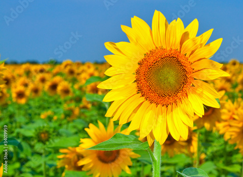 sunflowers