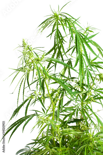 Fototapeta Naklejka Na Ścianę i Meble -  Cannabis sativa. Marijuana plant isolated on white background