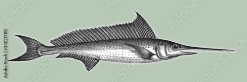 Schwertfisch