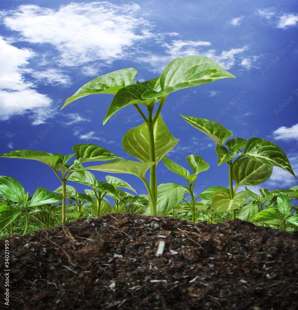 Young green plant Young green plant
