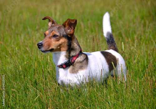 Jack Russell Terrier Standing in the grass field