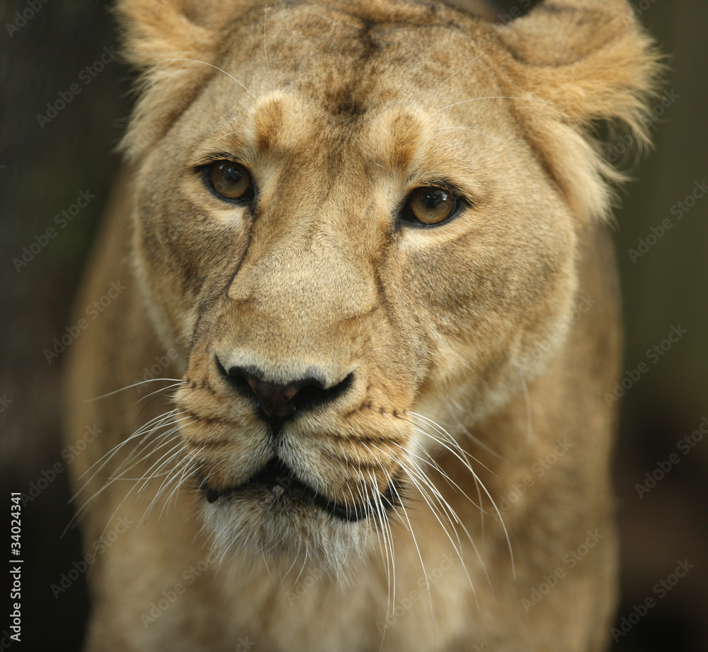 Obraz premium Portrait of an Asian Lioness