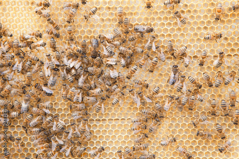 many bees on honeycombs many bees on honeycombs
