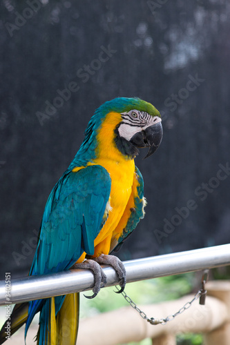 Macaw sitting on a steel pipe