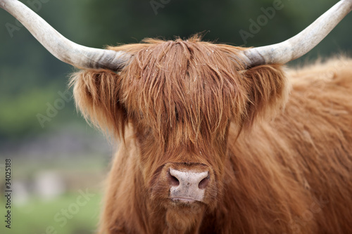 Highland Cattle