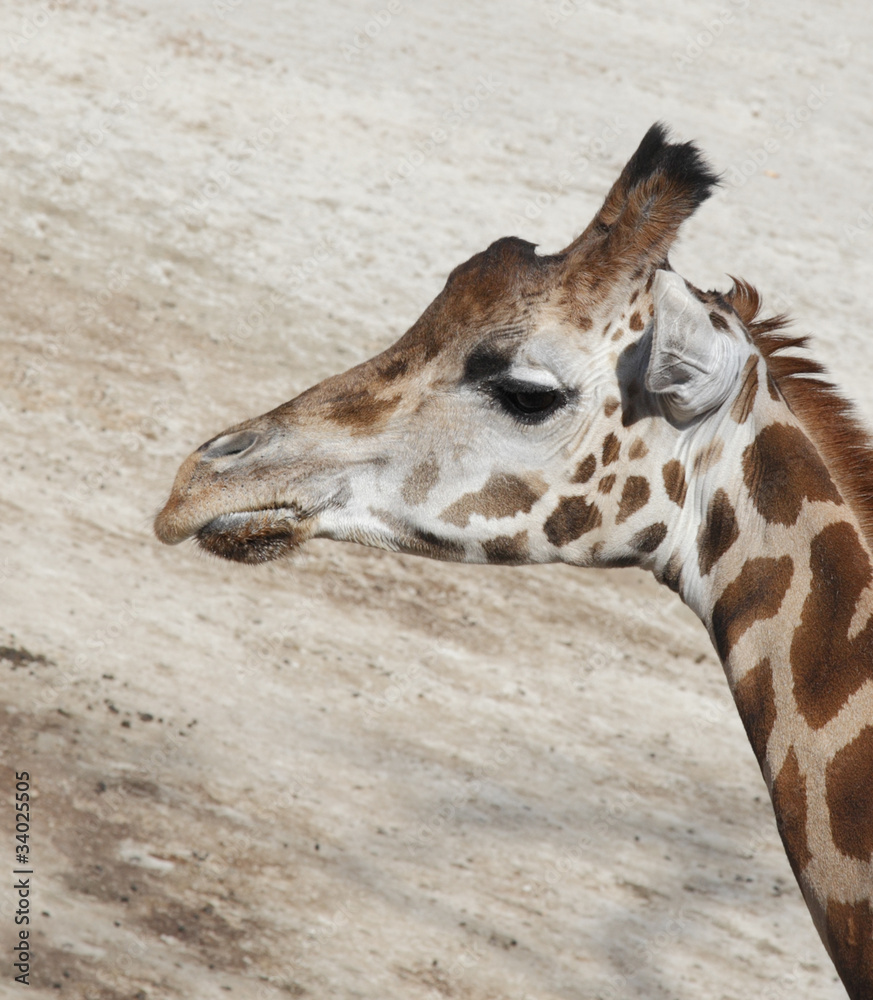 Fototapeta premium Giraffe