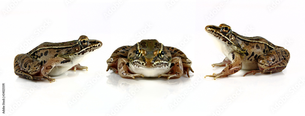 Fototapeta premium Leopard Frogs