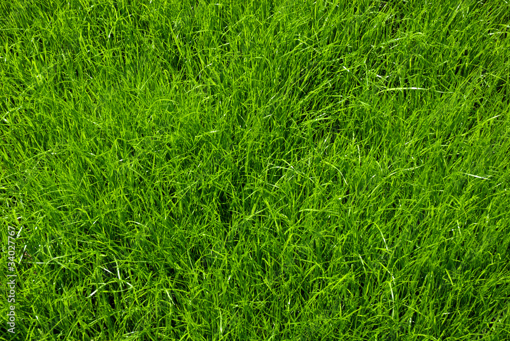 Fototapeta premium texture of grass