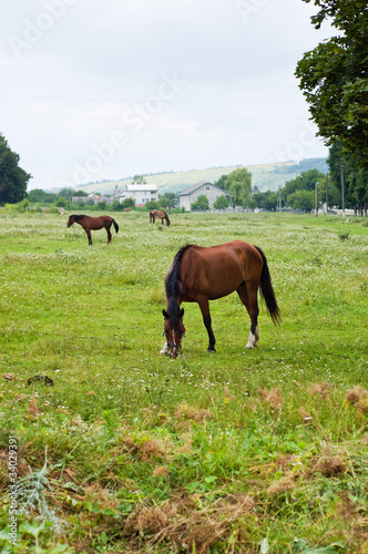 Fototapeta Naklejka Na Ścianę i Meble -  Horses pasturing