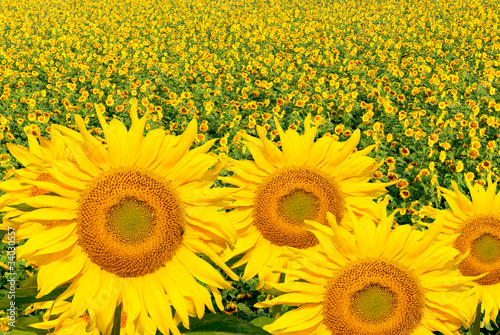 Sunflower on field in Summer