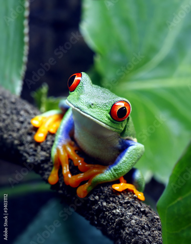 Red-Eyed Tree Frog photo