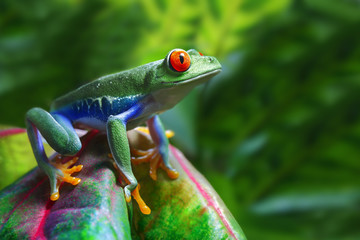 Wandcirkels Kikker Roodogige boomkikker op blad close-up  © macropixel
