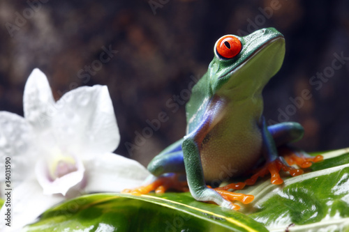 Red-eyed tree frog