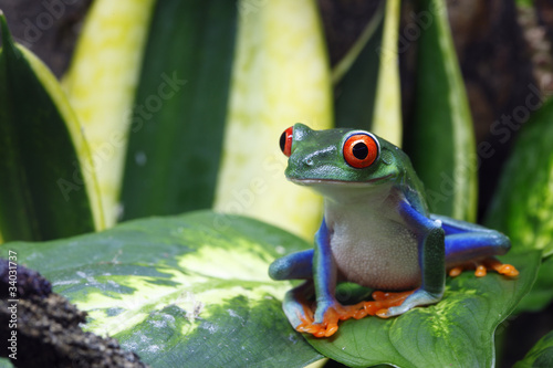 Smiling Frog