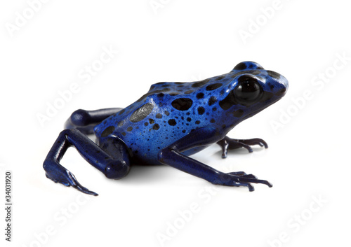 Blue Poison Dart Frog