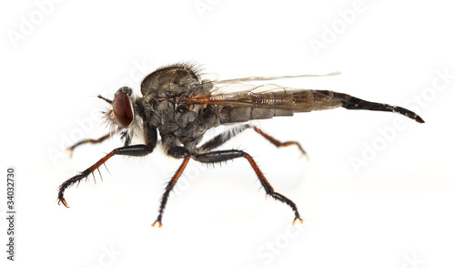 Robber Fly