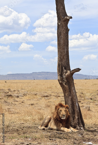 Male Lion