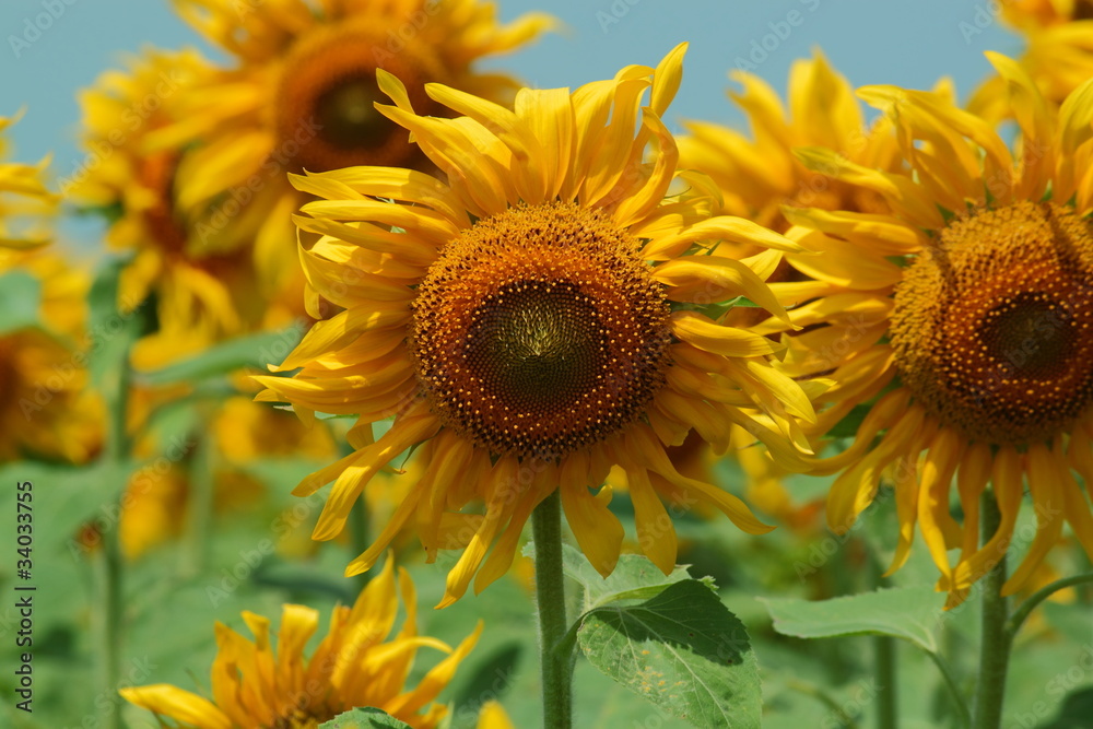 Obraz premium подсолнечник