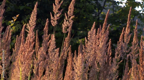 dry grass sways in the wind