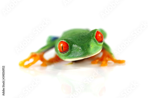 Red-Eyed tree frog