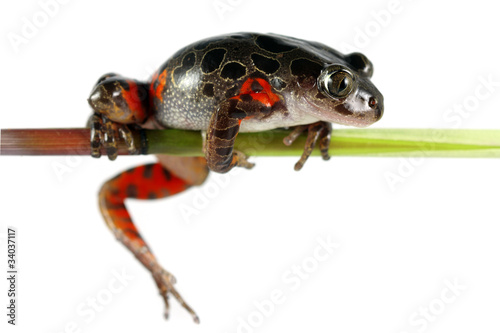 Tanzanian Tiger Leg Tree Frog