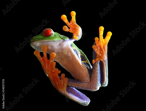 Red-eyed tree frog (clipping path)