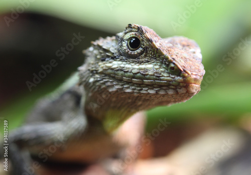 Dragon Agama Lizard