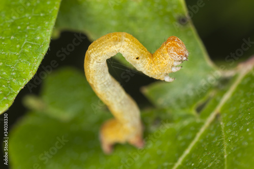 Geometridae moth larva, macro photo