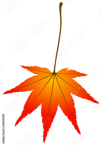 Herbstblatt - Acer palmatum [V] /de