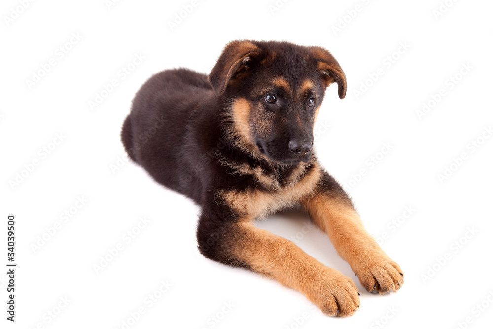 German Shepherd dog