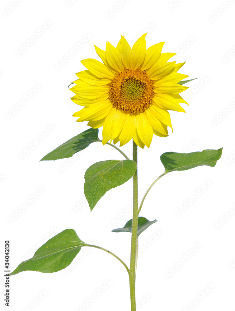 Fototapeta premium sunflower