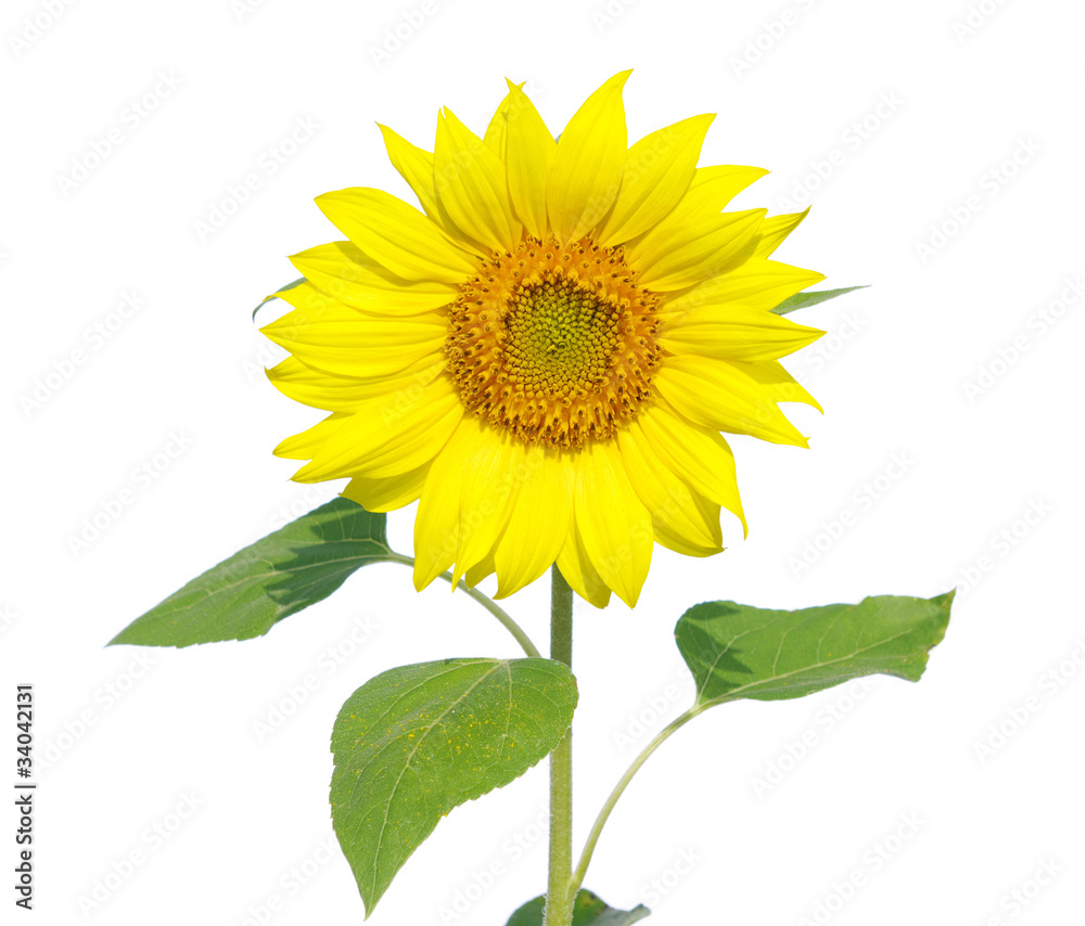 Fototapeta premium sunflower