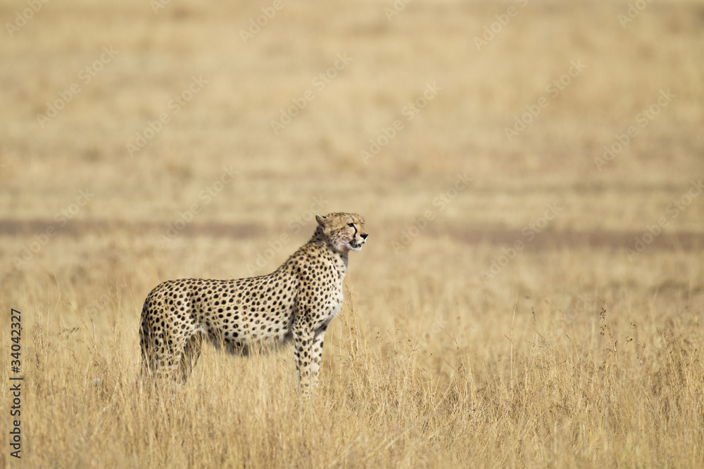 Naklejka premium Cheetah