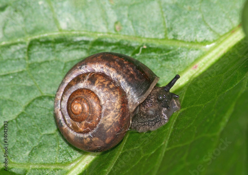 A helix snail (Helix sp.) on a leaf