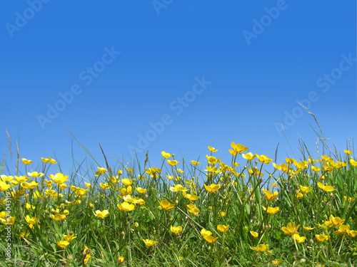 buttercups in field