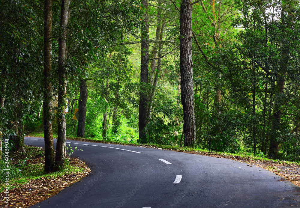Fototapeta premium Asphalt road in green forest