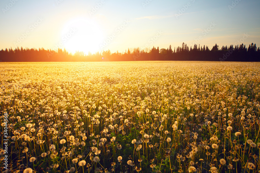 Obraz premium Meadow with blooming dandelions on sunset sky background