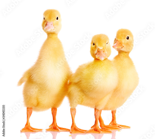 three ducklings isolated on white