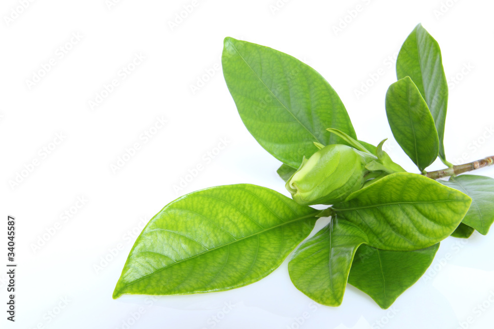 Green leaf this is nature beautiful. Green leaf this is nature beautiful.