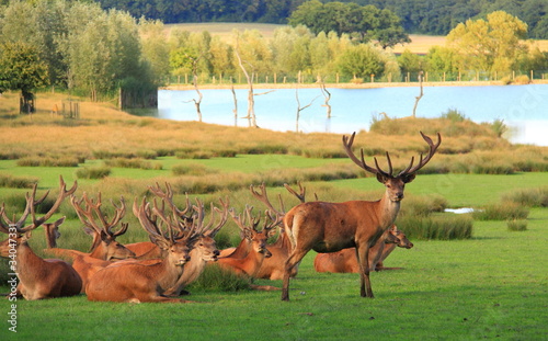 Troupeau de cerfs paisible sur décor de nature