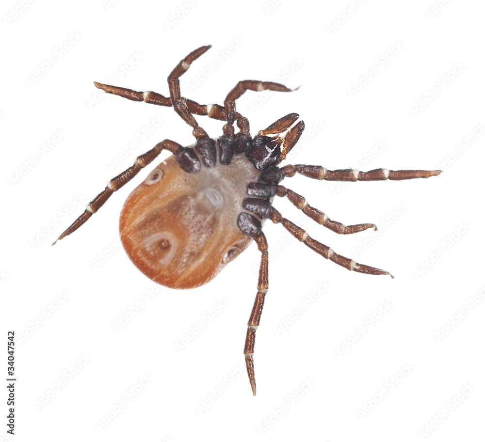 Tick isolated on white background, extreme close up Tick isolated on white background, extreme close up