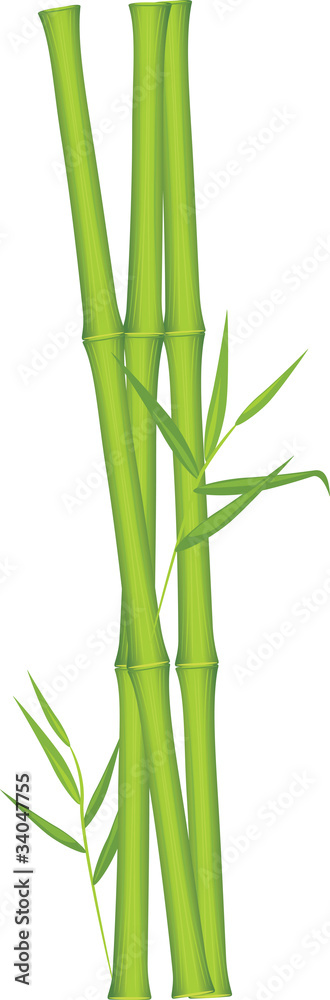 Green bamboo Green bamboo