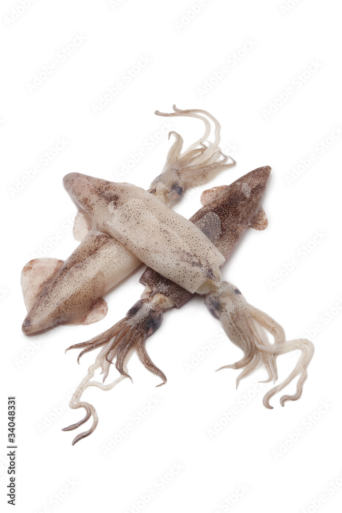 Fototapeta premium Fresh raw squid