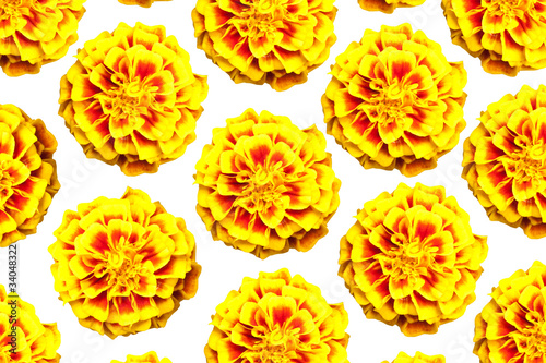 Fototapeta Naklejka Na Ścianę i Meble -  French marigold flower repeat background