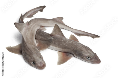 Bild auf Leinwand Whole  fresh small-spotted catsharks