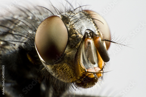 extreme close up of house fly © Gewoldi