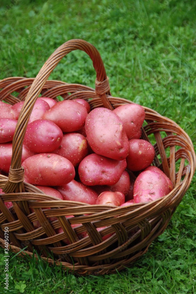 Kartoffelernte Erntehelfer Kartoffelsorte Kartoffelernte Erntehelfer Kartoffelsorte