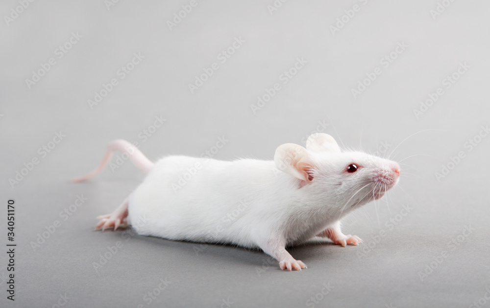 laboratory mouse laboratory mouse