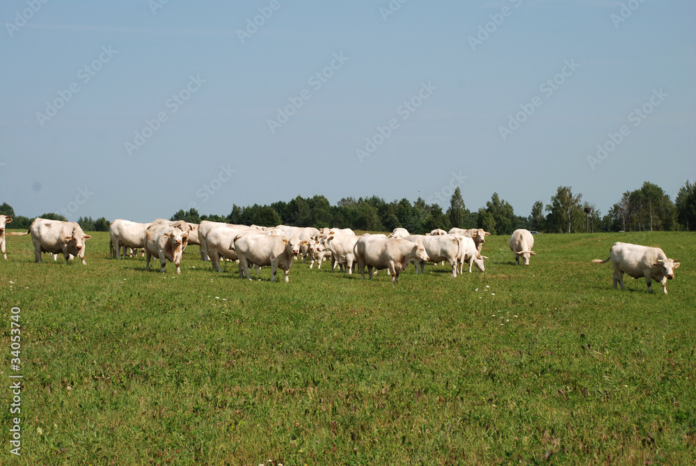 White cows on the field