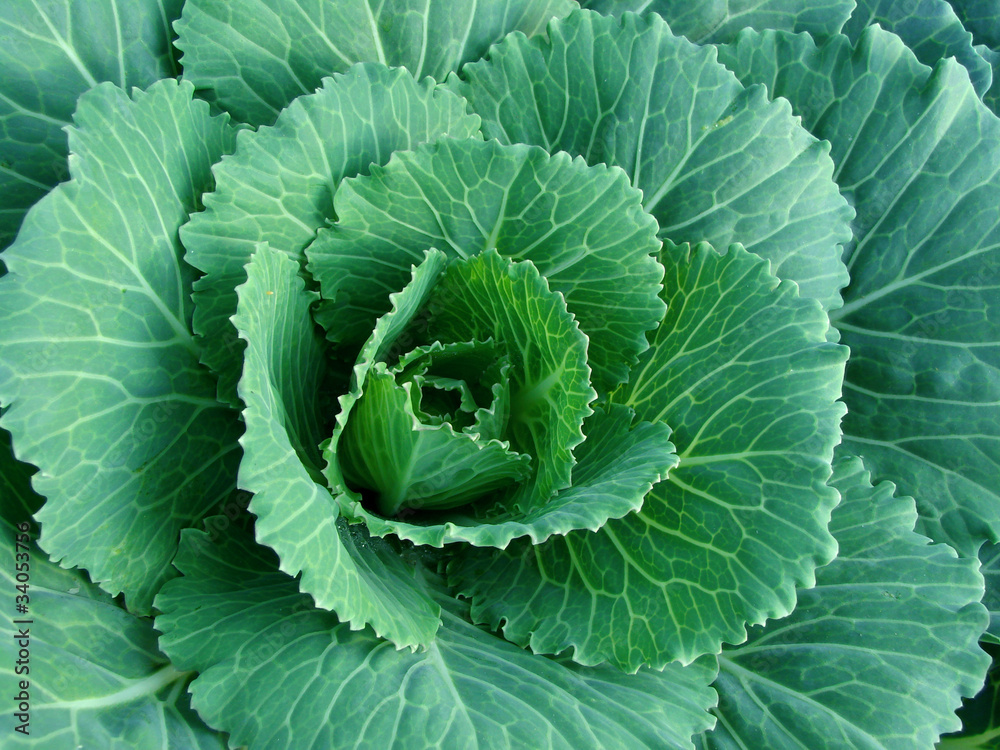 young ornamental cabbage young ornamental cabbage